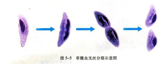 人类为何不能无性繁殖男女性别的存在有什么意义吗