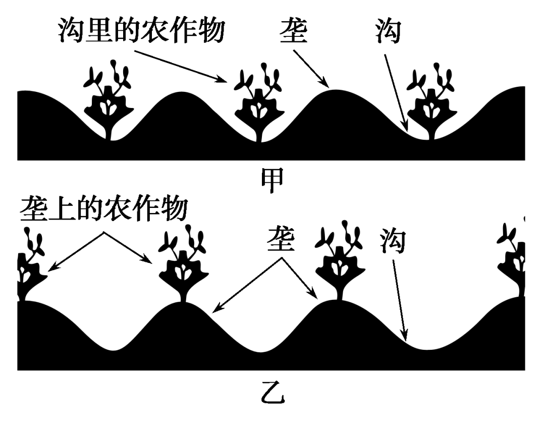 垄距示意图图片