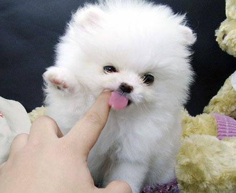 主人要经常为狐狸犬检查牙齿,最好是定期帮助狗狗洗牙