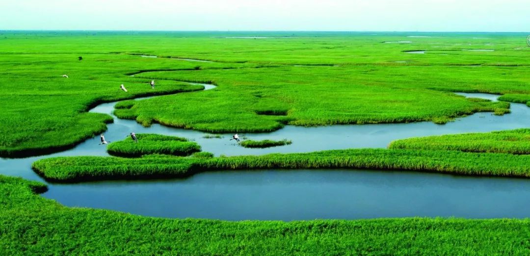 读盘锦这片芦海如此美丽
