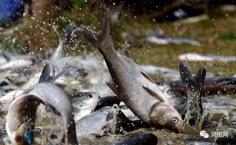 洛阳生态更美好!302万尾鱼苗在我市水域"安家"