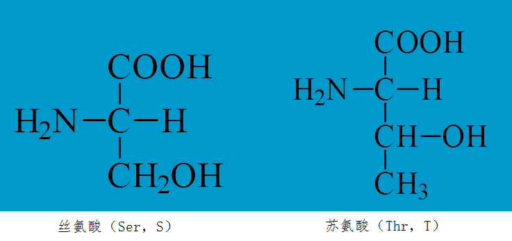 支链氨基酸结构图片