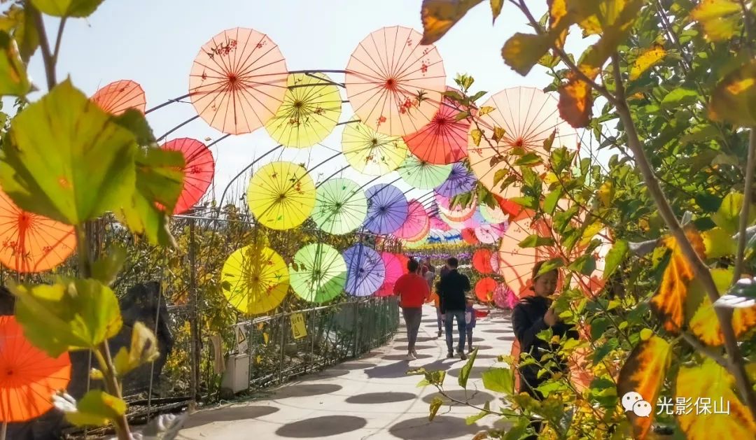 周末时光20190176期保山云桑庄园紫藤花文化节侧记