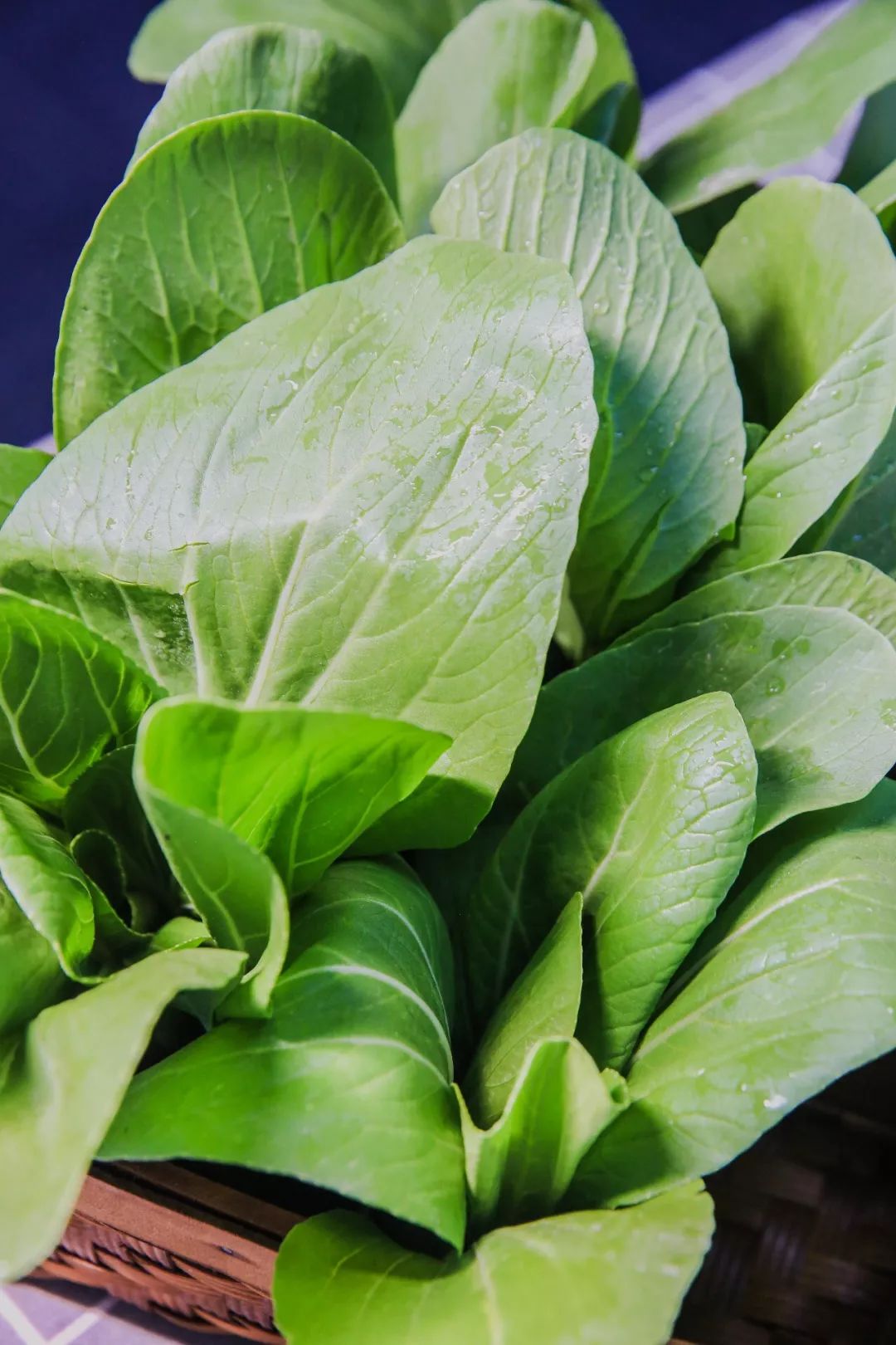 安全,营养,无公害,厦门小象果蔬有机蔬菜,10 种水叶菜,每包350g,有机