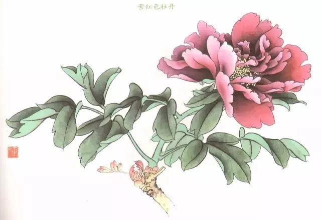 图文示范工笔牡丹花头着色步骤白紫红