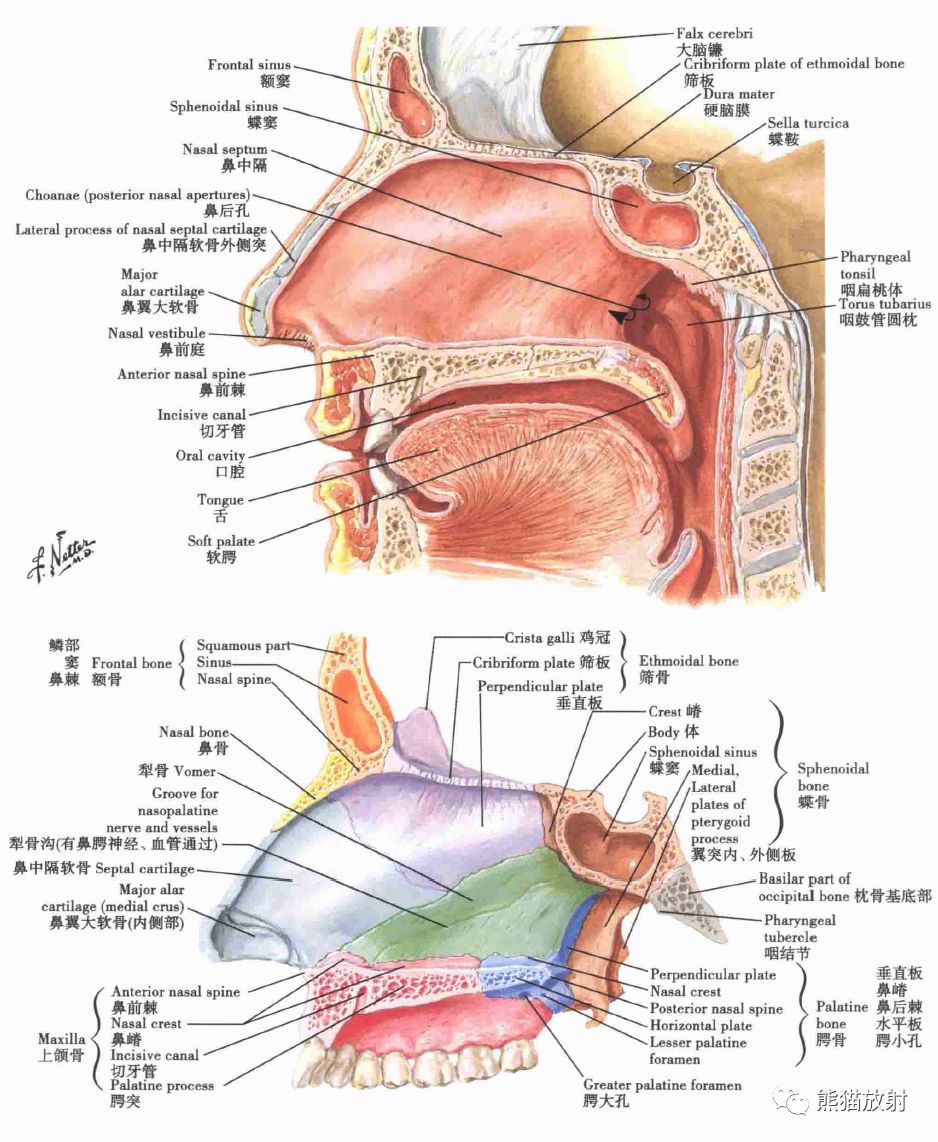 鼻腔结构图解剖图高清图片