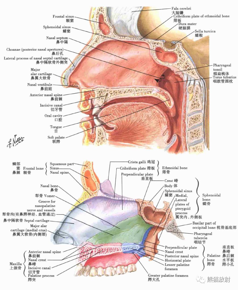 后鼻孔解剖结构图解图片