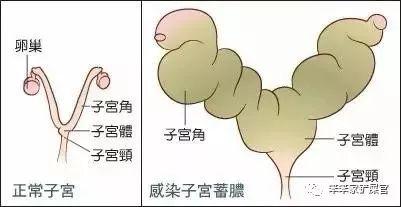母猫发情用棉签解决假怀孕造成的伤害你有所不知