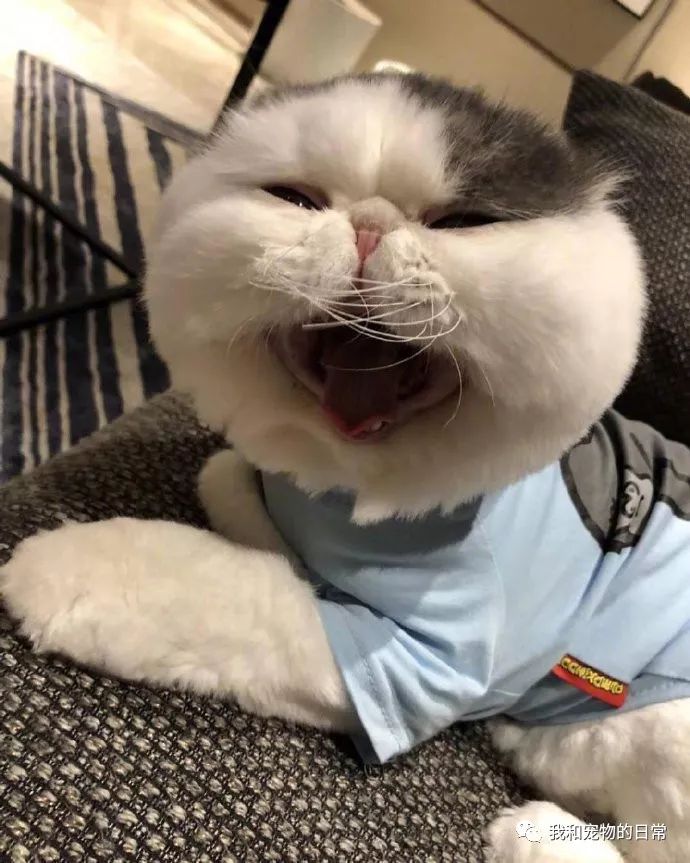 好大一张脸肥脸猫就是越看越好看