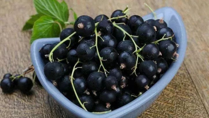 黑加仑又叫紫莓,黑豆果,醋栗;被誉为第三代水果中的小浆果,具有很高的