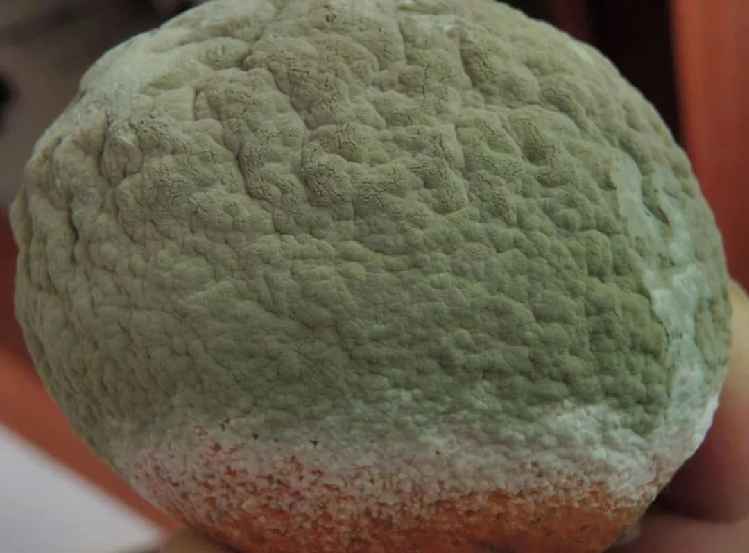 柑橘青霉病(病原菌:指状青霉)①青绿霉病柑橘采后主要侵染性病害本期