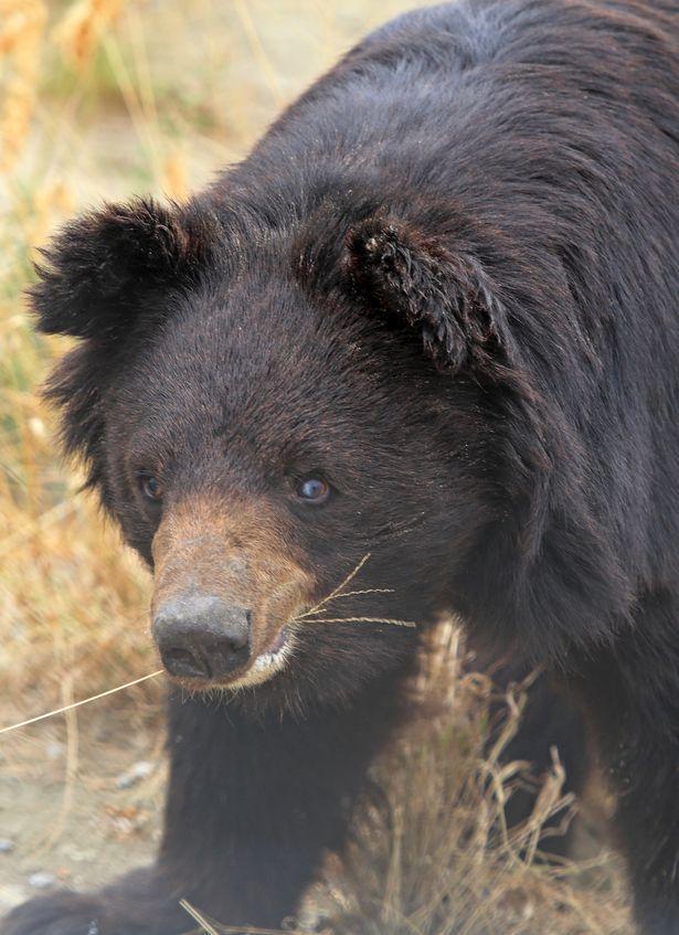 黑熊被迫当了十年"角斗士",常年与狗搏斗,被解救时让人心痛