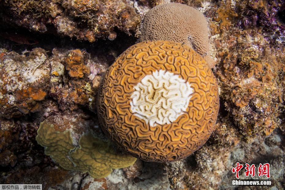 痛心!美国海域珊瑚遭怪病威胁