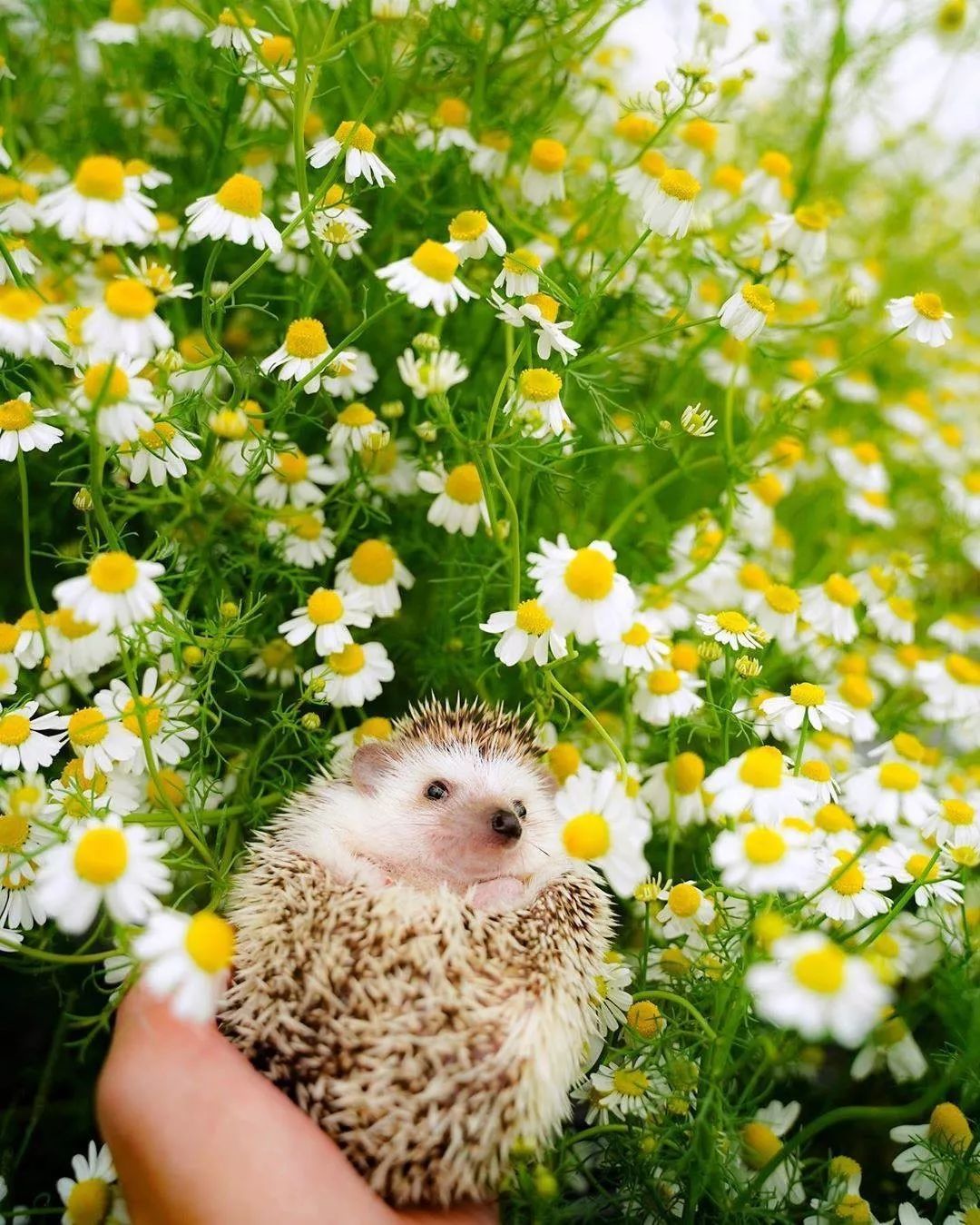 小刺猬在花海:春暖花开,我心澎湃