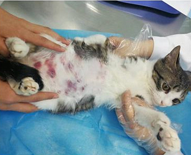 猫咪患上猫白血病很可怕死亡率高且难治愈但发病率只有23