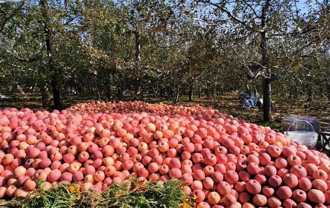 9/10斤】正宗陕西洛川红富士苹果,70%冰糖心,脆甜多汁,顺丰包邮,一代