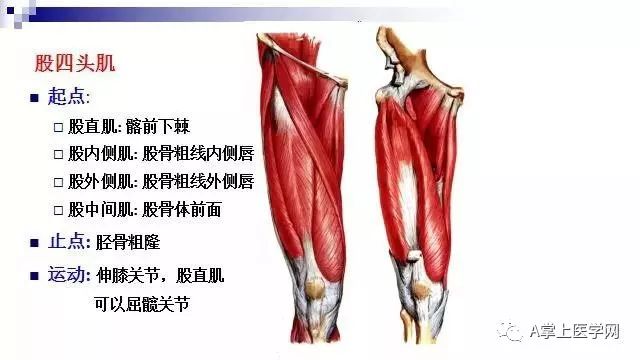 最清晰的肌肉解剖圖第二部分髖部腿部下肢部位