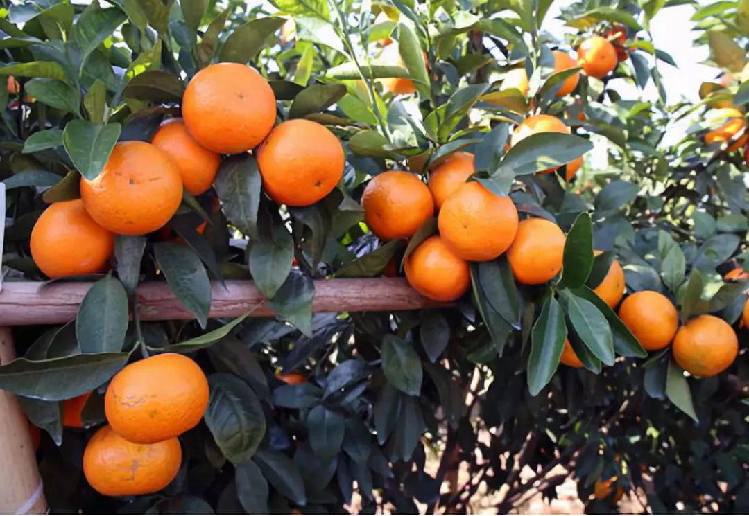 大橘大利天天向阳红看向阳红田园综合体如何以红取胜