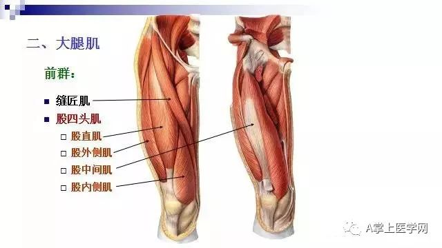最清晰的肌肉解剖圖第二部分髖部腿部下肢部位
