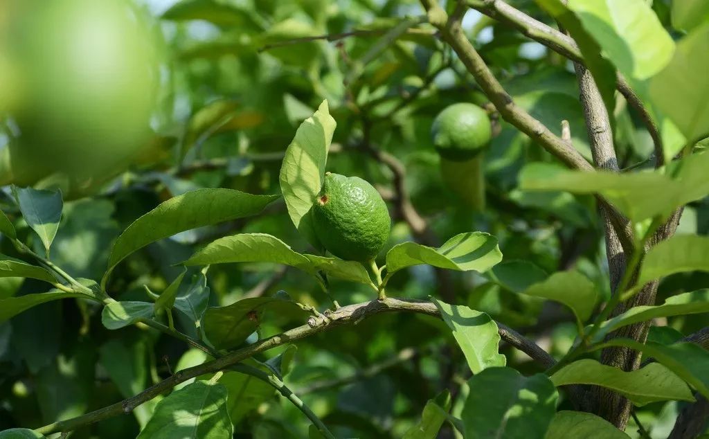 "果"然很美!农林大里不经意的遇见,四季都有收获的故事