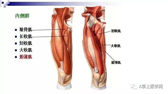 大腿肌肉横断位解剖图图片