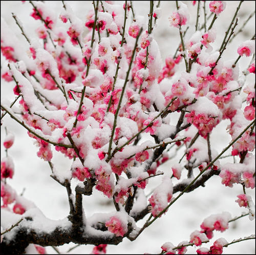 《红楼梦》琉璃世界白雪红梅——探春