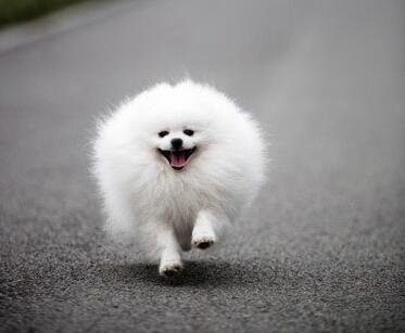 博美犬拉稀的五大原因你还不知道吗