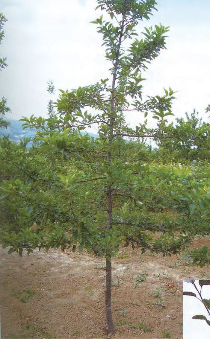 【管理】苹果树细长纺锤形整形修剪技术