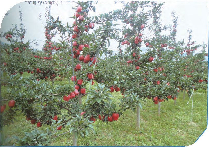 【管理】苹果树细长纺锤形整形修剪技术