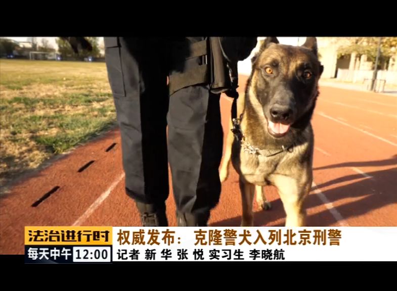 克隆警犬入列北京刑警各方面均超越普通警犬