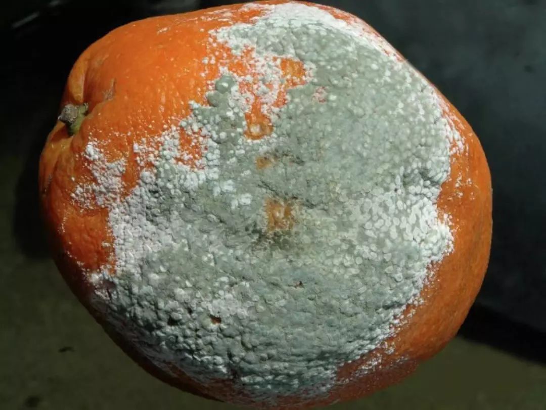 柑橘采后病害怎么还这么多不会防控损失惨重