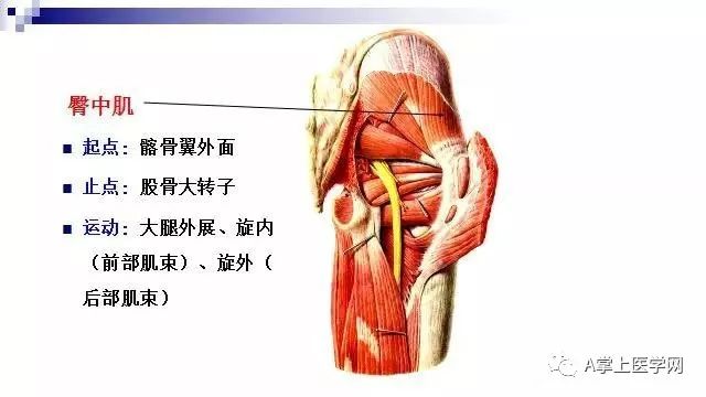 最清晰的肌肉解剖圖第二部分髖部腿部下肢部位