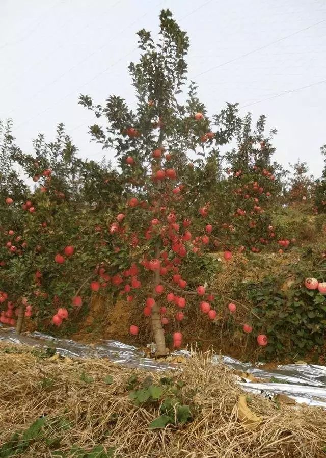 【管理】苹果树细长纺锤形整形修剪技术