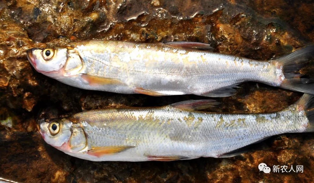 水库里生活它们养成了体型细长优美鳞色银光闪闪之形态尤其是鱼嘴惊天