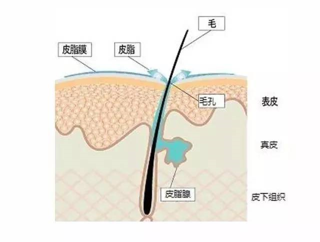 下圖:皮脂膜示意圖它有兩個作用,一個是鎖水,防止表皮內的水分蒸發;另