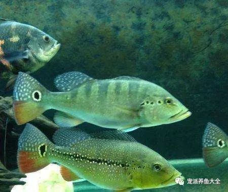 每日一鱼 | 蓝帆五间,背鳍下有五条黑色的粗线