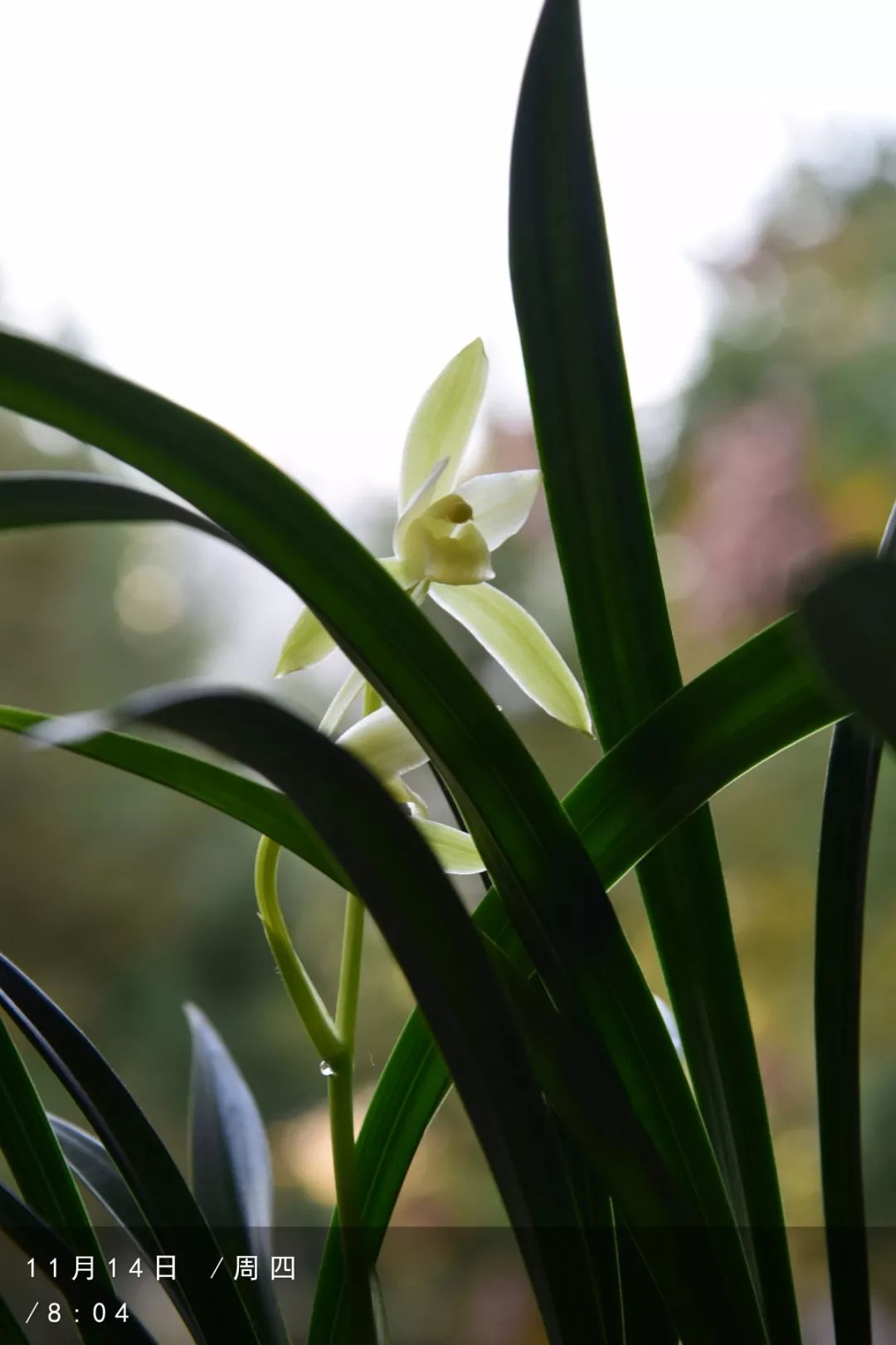 8张图,记录最朴素的兰花—龙岩素_照片