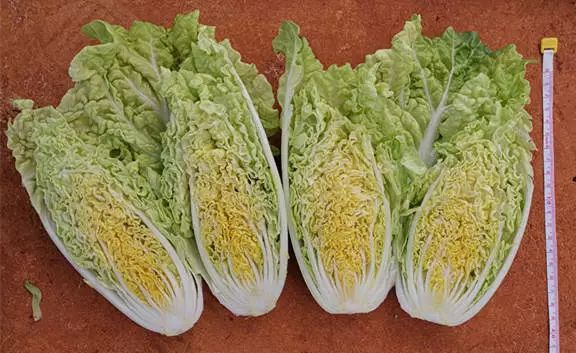 精品推荐——高品质,耐寒,晚抽型早皇白类型白菜"冬冠"