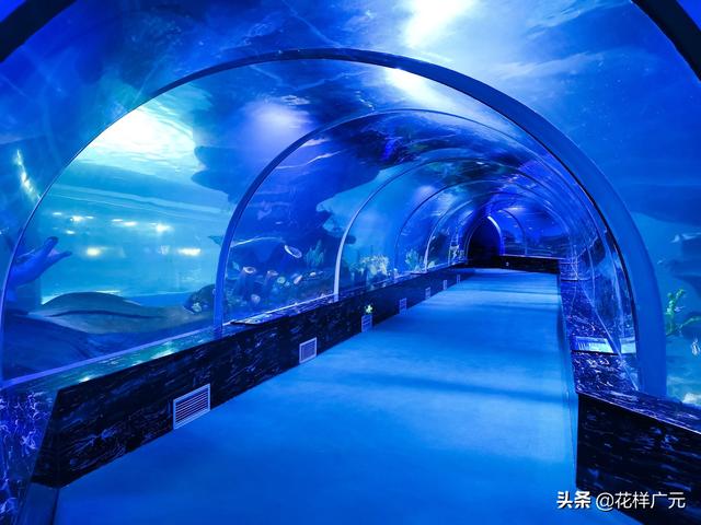 广元卡尔海洋世界即将开业内部实拍先睹为快