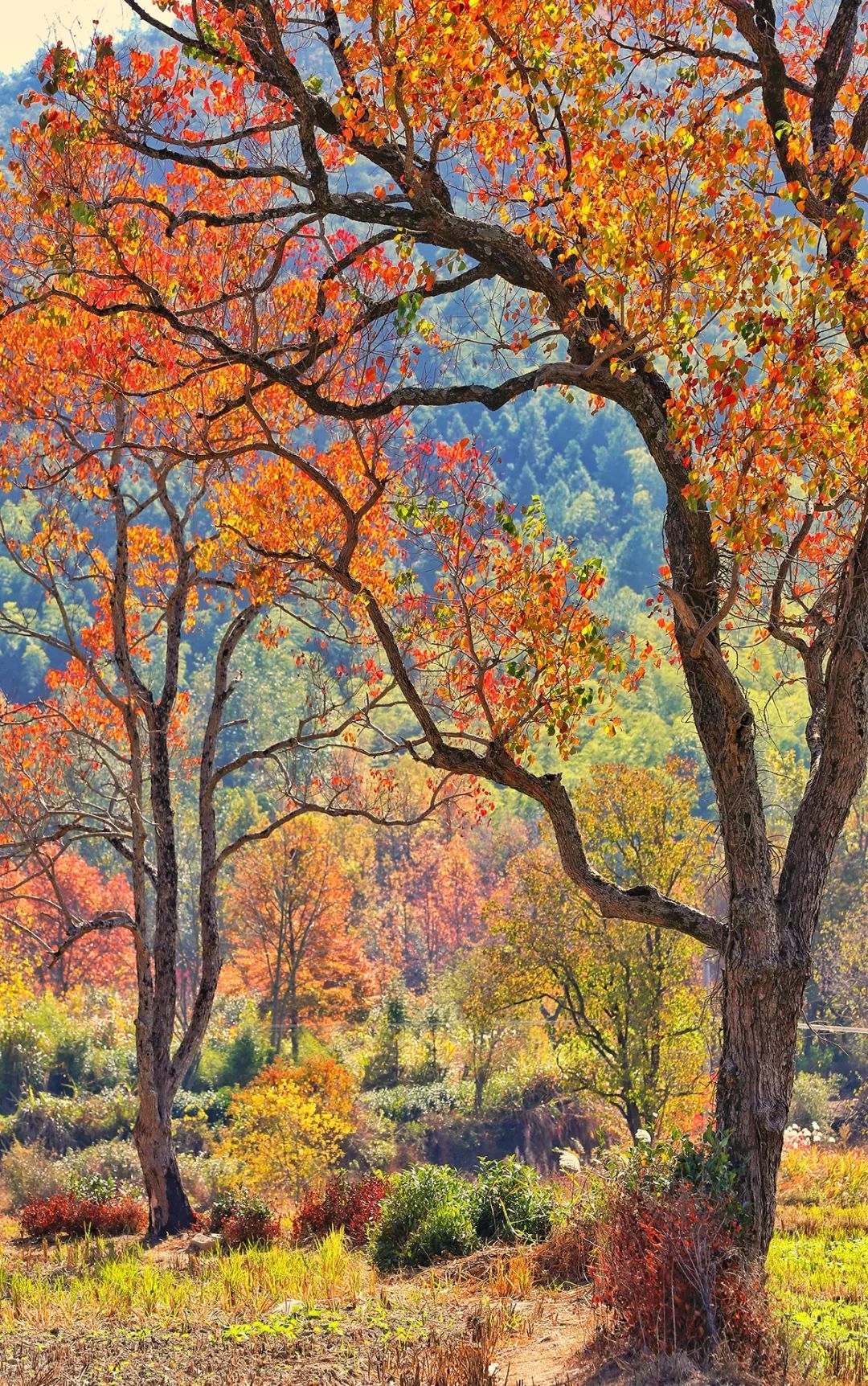 塔川指数预报七绝美秋色已上线怎么拍都是壁纸