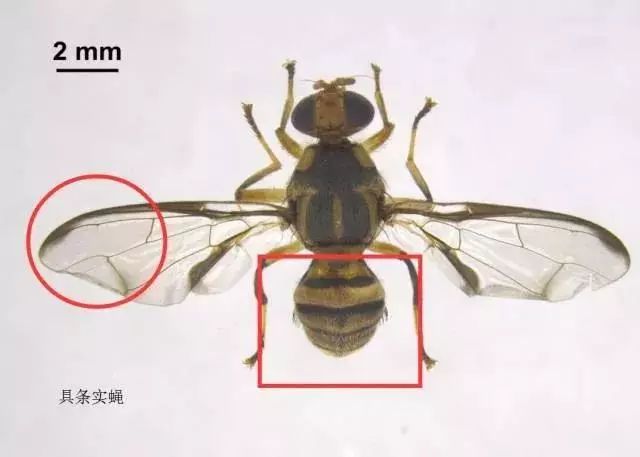 一群“不速之客”叮上学生宿舍（实蝇）-搜狐大视野-搜狐新闻
