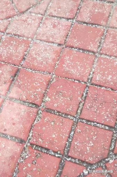 通州今晨下的小冰碴你看见了吗?气象部门:让我们一起踏实等初雪!_北风