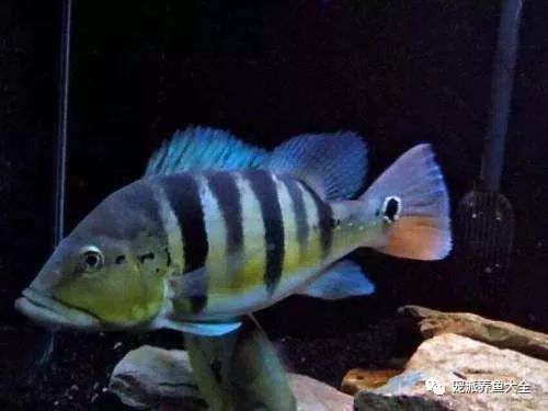 每日一鱼 | 蓝帆五间,背鳍下有五条黑色的粗线