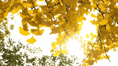 11月27号秋日私语,醉美南雄帽子峰银杏一日游(非周末出行,避开人流