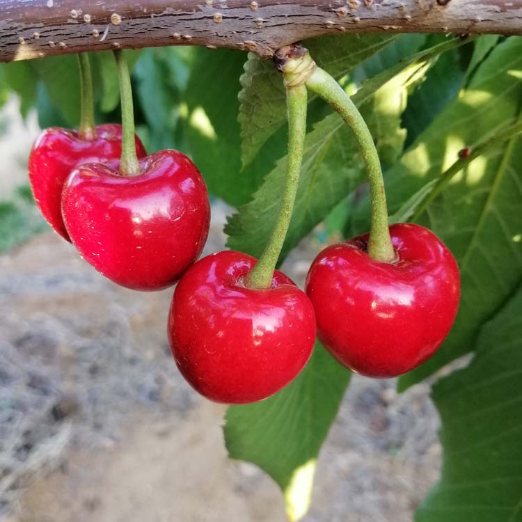 波尔娜大樱桃苗与俄罗斯8号来自俄罗斯的极度耐寒品种