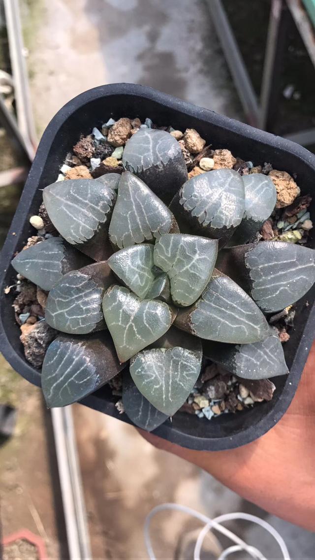 西瓜寿是一个极具特点的品种(红纹寿组培变异的品种),状态好的时候