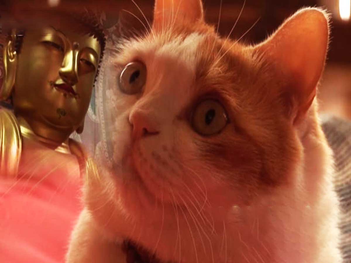 原创流浪小猫被僧人收养后每天在佛像前打坐冥想犹如得道高僧