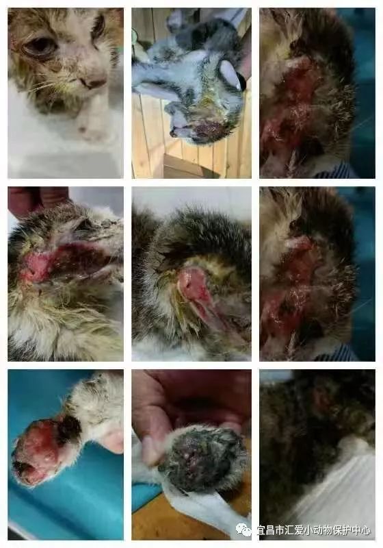 医生每天要给它清创去腐肉上药,打针,消炎,各种进口药愈合伤口!