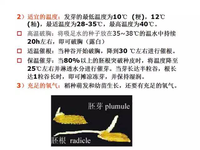 水稻的一生114张ppt详细阐述水稻的前世今生值得珍藏