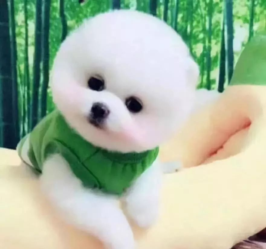 6铲屎哥相信,肯定还有很多人不知道茶杯犬的真相,这